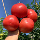 鲜小盼 【助农】正宗普罗旺斯西红柿 9斤 新鲜美味番茄个大饱满