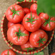 鲜小盼 【帮扶】 5斤沙瓤西红柿西红柿新鲜番茄 新鲜现摘生吃西红柿