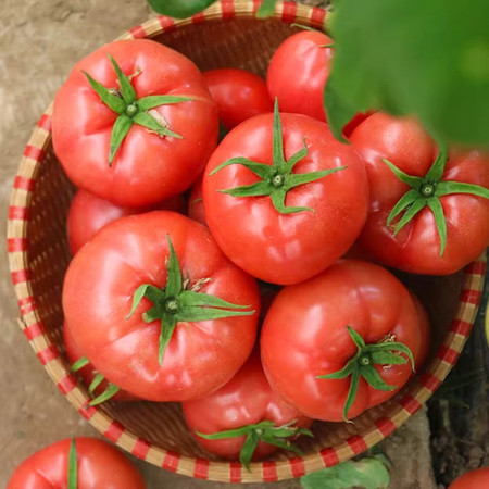 鲜小盼 【帮扶】沙瓤西红柿西红柿 5斤新鲜番茄 新鲜现摘生吃西红柿图片