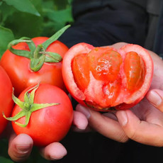 鲜小盼 【帮扶】 5斤普罗旺斯西红柿新鲜番茄 新鲜现摘生吃西红柿