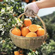 鲜小盼 【助农】正宗湖北伦晚脐橙10斤新鲜水果品质酸甜香橙现摘秭归橙