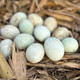 鲜小盼 鲜鸭蛋 30枚 正宗农村散养新鲜现捡现发土鸭蛋