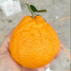 鲜小盼 不知火丑橘 9斤 四川丑八怪蜜橘桔子现摘新鲜水果丑桔