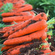 鲜小盼 【帮扶】新鲜胡萝卜【5斤】蔬菜农家自种现挖胡萝卜红皮萝卜