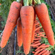 鲜小盼 【助农】新鲜胡萝卜3斤蔬菜红萝卜现挖现发农家自种带泥