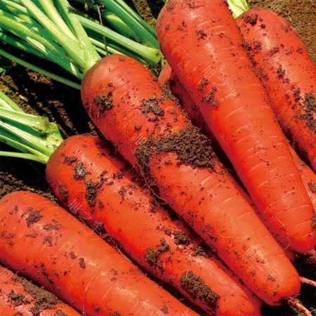 鲜小盼 【助农】胡萝卜9斤水果萝卜生吃脆甜当季蔬菜农家自种现挖图片
