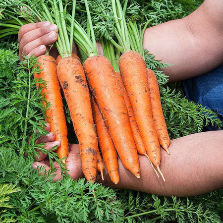 鲜小盼 【助农】胡萝卜9斤水果萝卜生吃脆甜当季蔬菜农家自种现挖