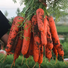 鲜小盼 【助农】新鲜胡萝卜3斤蔬菜红萝卜现挖现发农家自种带泥