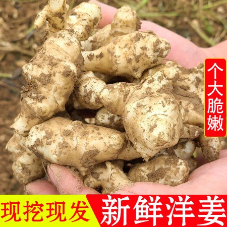 鲜小盼 【帮扶】新鲜洋姜5斤现挖野生鬼子姜不辣生胰岛果腌制咸菜