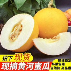 鲜小盼 【帮扶】正宗黄河蜜瓜 5斤头茬软糯香甜 当季新鲜黄金蜜瓜