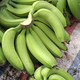 鲜小盼 香蕉5斤甜爆当季新鲜水果【巴西蕉】现摘现发青蕉天宝蕉