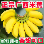 鲜小盼 广西正宗【小米蕉】9斤新鲜甜糯香甜当季水果小香蕉皇帝蕉芭蕉