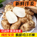 鲜小盼 新鲜【洋姜】3斤现挖野生鬼子姜腌制咸菜泡菜下饭菜农家自种蔬菜