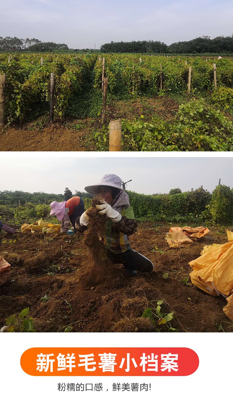 鲜小盼 茂名农家自种毛薯3斤 甜薯田薯现挖粉糯白薯山药