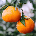 农家自产自销 柑橘10kg(70-75mm）