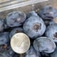 农家自产 云南蓝莓 正宗优瑞卡15+ [4盒/500g克]