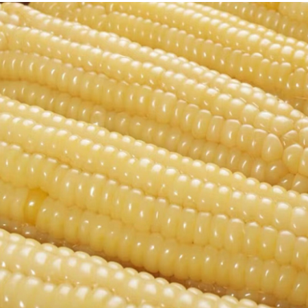 农家自产 祥符区甜玉米图片