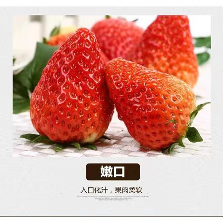 农家自产 鲁山 当日新鲜现摘草莓精选大中果图片