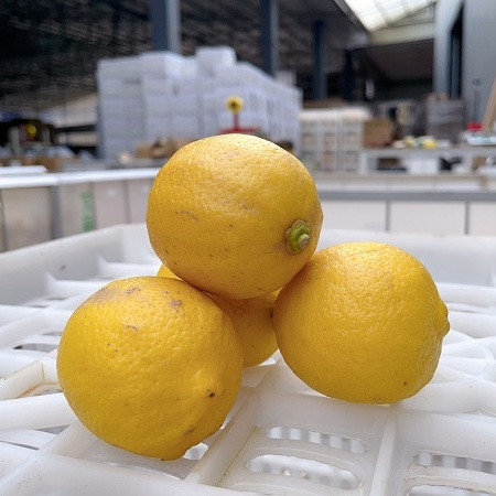 农家自产 【会员享实惠】安岳宝森柠檬3级果2.5kg图片