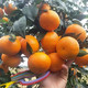  洛阳农品 农家自产 武鸣沃柑5kg （精品中大果）果园现摘新鲜水果