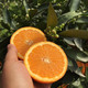  洛阳农品 农家自产 秭归伦晚脐橙3斤新鲜现摘水果橙子