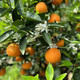  洛阳农品 农家自产 纽荷尔脐橙5kg（精品中大果）果园新鲜现摘水果橙子