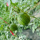  洛阳农品 农家自产 2k麒麟小西瓜5-6斤（精品瓜）果园现摘新鲜水果西瓜
