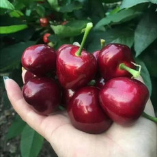 洛阳农品 农家自产 新安大樱桃1.5kg果园新鲜现摘