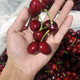 洛阳农品 农家自产 新安大樱桃情侣果1.5kg果园新鲜现摘