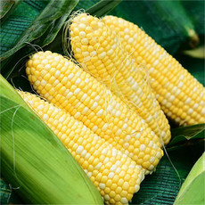  洛阳农品 农家自产 嵩县新鲜水果玉米5kg现摘嫩玉米甜玉米