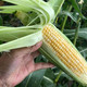  洛阳农品 农家自产 新鲜水果玉米5kg现摘带皮嫩玉米甜玉米