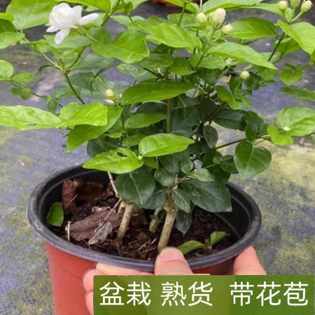 农家自产 广西横州茉莉花盆栽1年苗高20-25cm