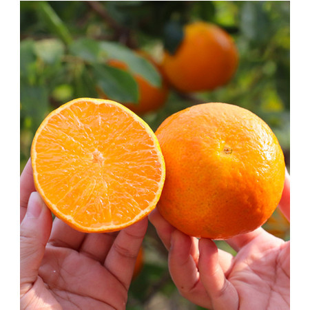 中国邮政 衡山永和沃柑 超大精品果 脆脆甜 汁汁爆 橘子 新鲜水果图片