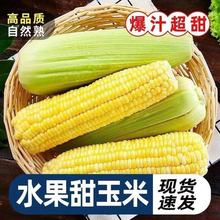 平晏果园 农家玉米新鲜现摘水果甜玉米鲜嫩爆浆多汁
