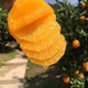 沃丰沃 【助农】湖北伦晚脐橙3斤新鲜橙子现摘当季水果手剥冰糖果冻橙
