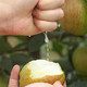 沃丰沃 【助农】正宗新疆库尔勒香梨8斤当季脆甜多汁现摘新鲜水果梨子