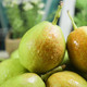 沃丰沃 【助农】新疆库尔勒香梨正宗8斤当季脆甜多汁现摘新鲜水果梨子