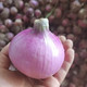 沃丰沃 【助农】农家新鲜红水果皮洋葱当季现挖生吃3斤脆甜紫红皮洋葱