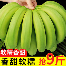 沃丰沃 【助农】产地直销甜糯香蕉9斤banana青香蕉自然熟芭西蕉