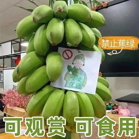 沃丰沃 【禁止蕉绿2把】办公室拒绝焦虑水培桌摆件观赏可食用整株带杆图片