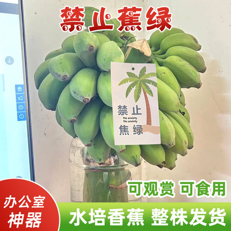 沃丰沃 禁止蕉绿【一把】水培香蕉拒绝焦虑办公室芭蕉桌面静止焦绿小米蕉