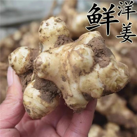 沃丰沃 现挖新鲜洋姜【3斤】野鬼子姜蔬菜酱泡菜产地直销菊芋生洋姜图片