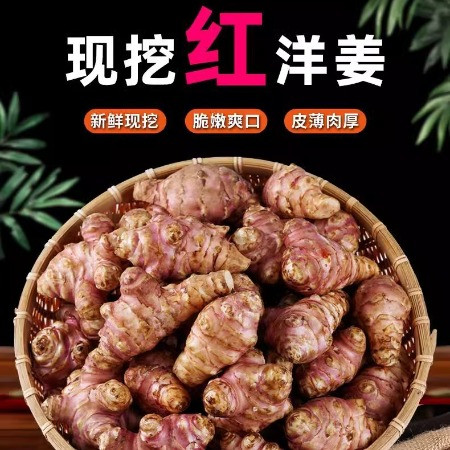 沃丰沃 红洋姜新鲜鬼子姜【5斤】不辣农家蔬菜酱腌菜泡菜种姜菊芋现挖