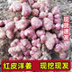 沃丰沃 红洋姜新鲜鬼子姜【5斤】不辣农家蔬菜酱腌菜泡菜种姜菊芋现挖