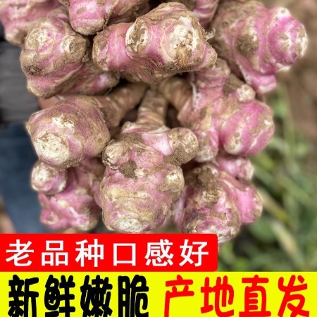 沃丰沃 新鲜现挖红皮洋姜【3斤】鬼子姜不辣农家腌制酱菜泡菜咸菜