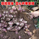 沃丰沃 红洋姜新鲜鬼子姜【5斤】不辣农家蔬菜酱腌菜泡菜种姜菊芋现挖