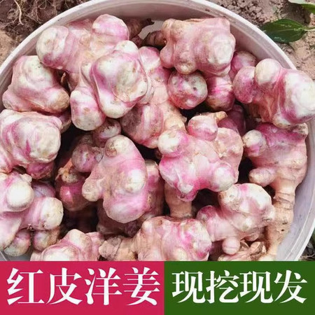 沃丰沃 新鲜现挖红皮洋姜【3斤】鬼子姜不辣农家腌制酱菜泡菜咸菜