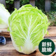 沃丰沃 大白菜冬储【2一3斤】大白菜农家自种新鲜现砍现发酸辣白菜原料