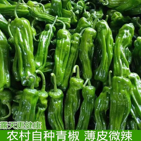 沃丰沃 新鲜芜湖辣椒1斤薄皮青椒杭椒现摘微辣虎皮现摘蔬菜