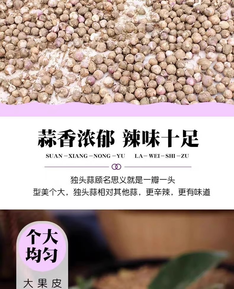 沃丰沃 云南紫皮独头蒜1斤新蒜大蒜头新鲜农家蒜头单瓣蒜当季蔬菜